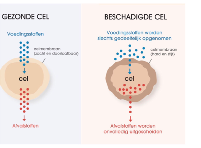 nakomelingen Acteur Beringstraat Werking van Omega 3 - HuidXpert Ine Waarts